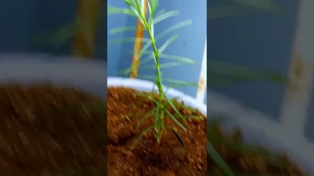 Nata Da Seme In Casa Ecco Come Si Sviluppa Armoniosa La Thuya Platycladus Orientalis Aurea.
