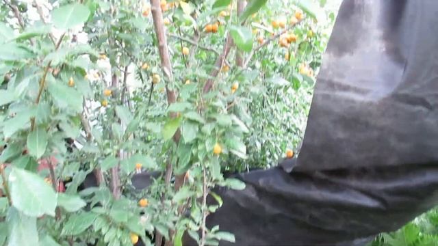 Дача.Желтая слива "Лодва"(2).Перед сбором урожая.21.07.2018. смотреть онлайн