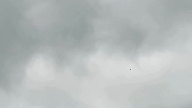 Сначала Сокол-Сапсан потом Тетеревятник забрал голубя. Falcon Peregrinus. Goshawk