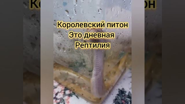 Королевский питон за 30 секунд! #экзотика #животные #ящерицы #змеи смотреть онлайн