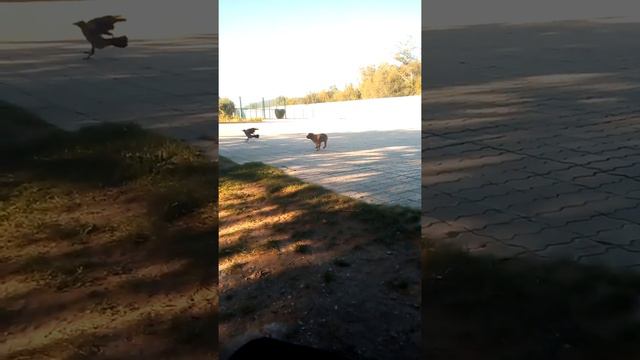 Наглая ворона пристаёт к щенку 1 серия;An impudent crow sticks to a puppy смотреть онлайн