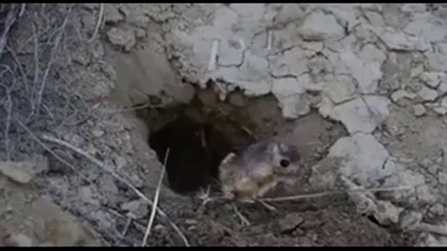 029 Тушканчиковые России смотреть онлайн