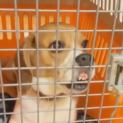 Собака в клетке смотреть онлайн