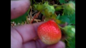 Очень ранняя земляника - ОЛЬВИЯ