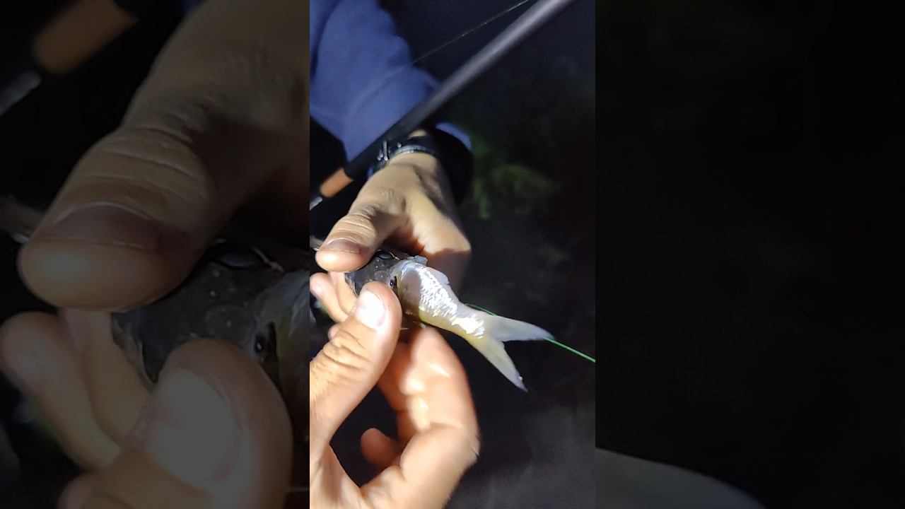 Сожрал огромного живца #рыбалка #спиннинг #джиг #fishing #рыбаки #viral #наживка #живец #top смотреть онлайн