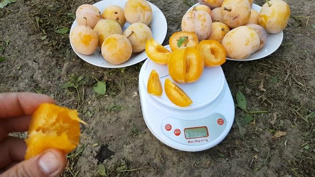 Слива Желтая Афаска смотреть онлайн