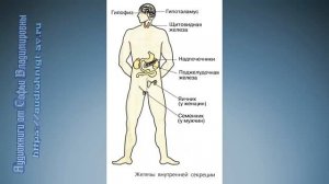 Биология 8 класс $38 Железы внутренней секреции и их функции