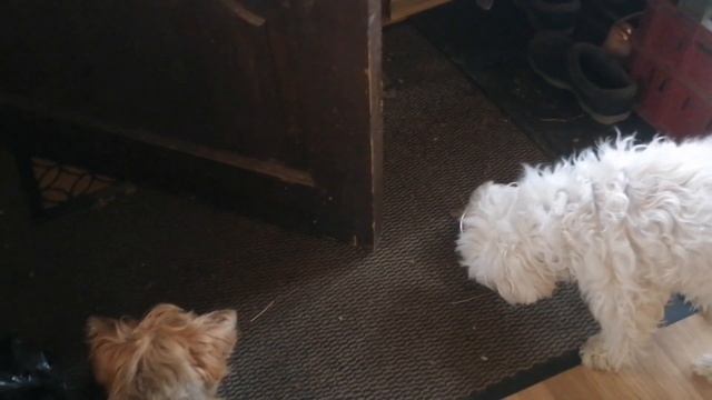 Искревление клюва\\содержание морских свинок смотреть онлайн