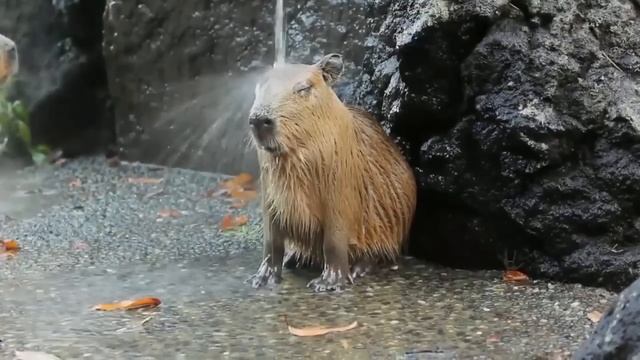 capybara masbro song for 1 hour 1 jam (relaxing) смотреть онлайн