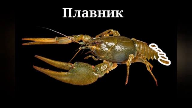 Чучело Речного Рака - Таксидермия Речной рак смотреть онлайн