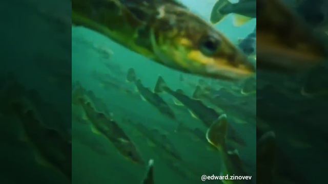 Сахалинец искупал телефон в ледяной воде и снял косяки наваги крупным планом смотреть онлайн