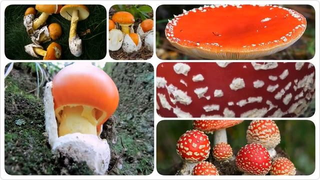 Amanita caesarea vs Amanita Muscaria смотреть онлайн