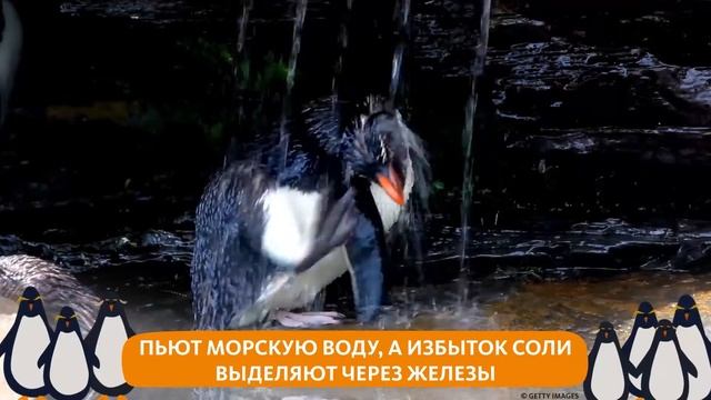 ИНТЕРЕСНАЯ ПТАШКА: ХОХЛАТЫЙ ПИНГВИН смотреть онлайн