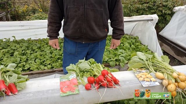 4 ранних редиса которые обязательно стоит посадить! смотреть онлайн