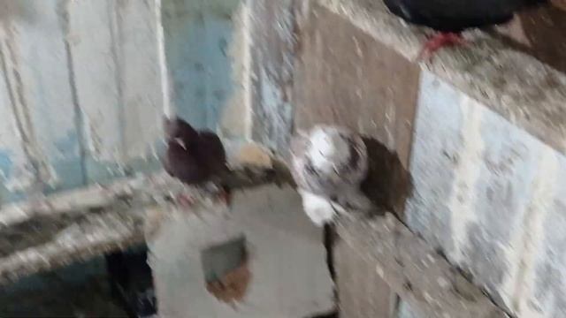 Мои голуби в вечернее время. Начинается паровка голубей. смотреть онлайн