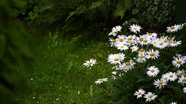 1 HOUR of Relaxing Music | Chinese Bamboo Flute | Meditation - Healing - Zen | C Key Dizi @Dan Tan смотреть онлайн