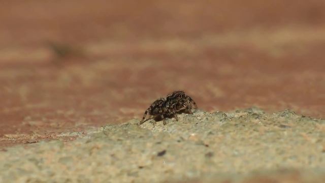 Male Jumping Spiders-Phidippus Princeps and Naphrys Pulex смотреть онлайн
