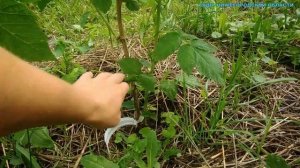 Сорта ремонтантной малины.Малина Оранжевое чудо.