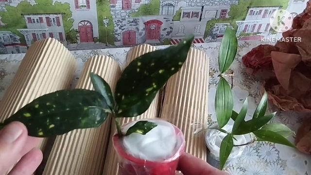 ?Последняя в этом году посылка/Распаковка? смотреть онлайн