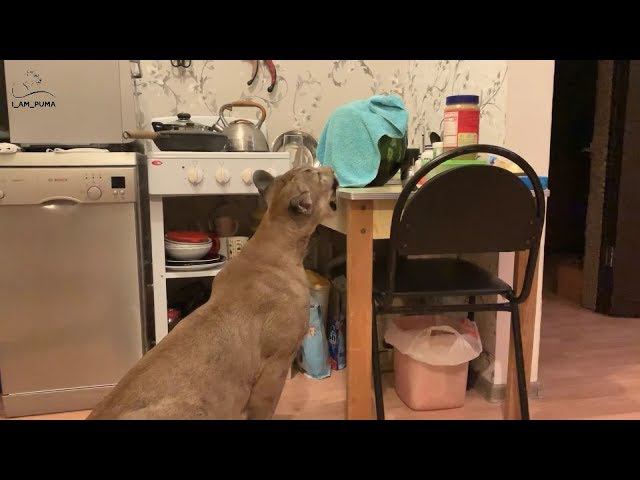 Гипнотизер Месси.