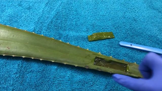 [ASMR] Surgery On Aloe Vera Leaf смотреть онлайн