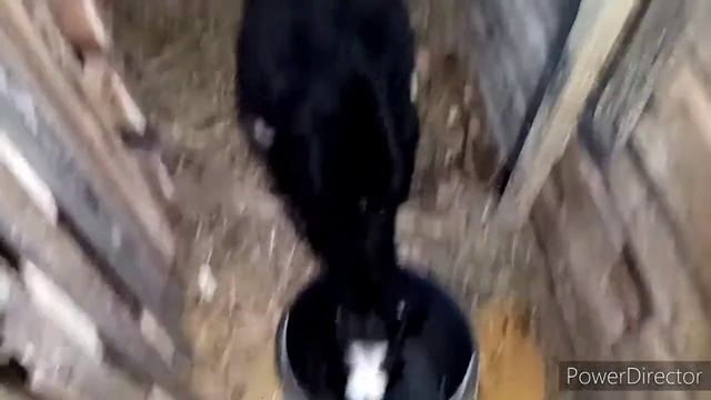 Как усмирить буйного козла. Часть 1 смотреть онлайн