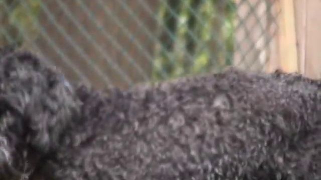How Dogs Show Anxiety смотреть онлайн