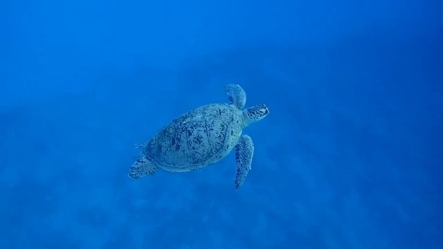 зеленая морская черепаха парит смотреть онлайн