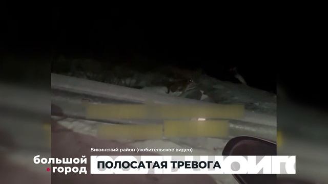 ПОЛОСАТАЯ ТРЕВОГА. Большой город 30/11/23 смотреть онлайн