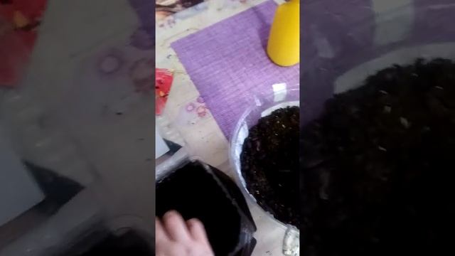 Сажаем рассаду. Астра пионовидная смотреть онлайн