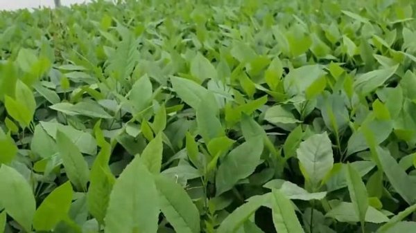 Green Ash (Fraxinus pennsylvannica) peat plug seedlings growing at Tree Time Greenhouses (July 7)