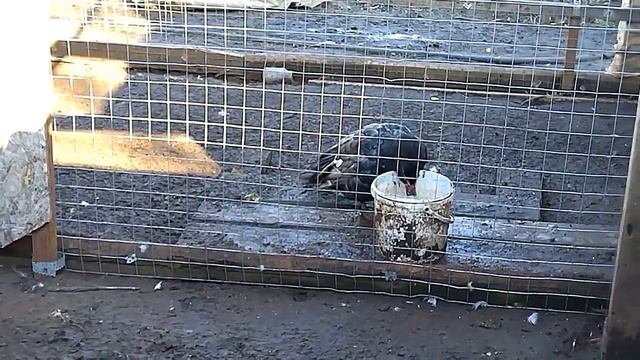 ПОЧЕМУ ИНДЮШАТ НЕОБХОДИМО ПРИОБРЕТАТЬ СУТОЧНЫМИ. УТКИ И ГУСИ ЗАНЕСЛИСЬ.УРА!!! смотреть онлайн