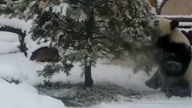 Панда в Московском зоопарке получит корзину с бамбуком и фруктами смотреть онлайн