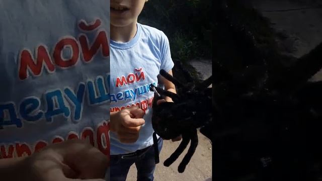Паук-Тарантул))) смотреть онлайн