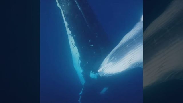 Горбатые Киты Королевства Тонга смотреть онлайн