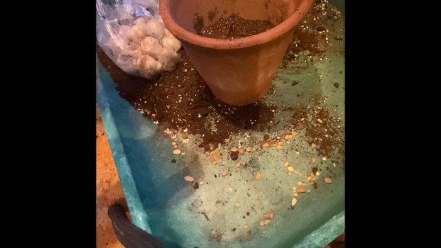 Planting allium bulbs #gardening #bulbs #autumn #flowers смотреть онлайн