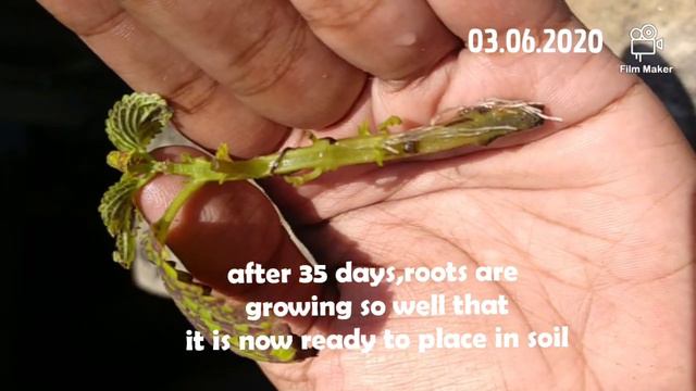 WATER PROPAGATION OF OUTDOOR PLANTS || CROTON, COLEUS,SWEET POTATO VINE, BOAT LILY смотреть онлайн
