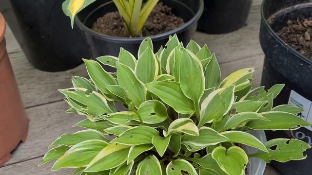 Цветение хост в 2022 году - Первая часть. смотреть онлайн