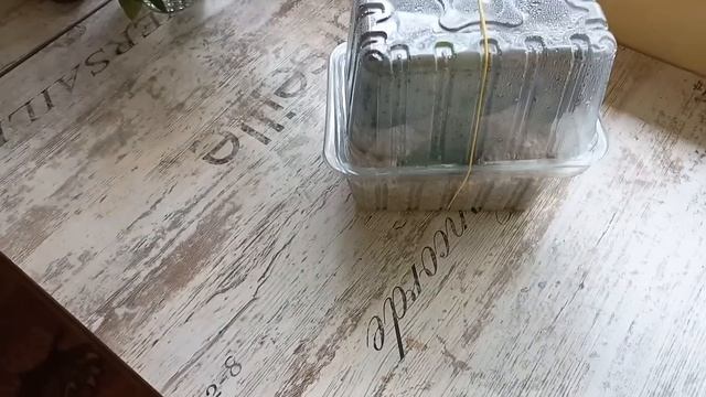 Наш ДАЧНИЙ БУДИНОЧОК ?#дача#нашадача#нашдачнийбудиночок#квітник#квіти#гортензія#облаштуваннядачі#са смотреть онлайн