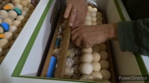 100% ТЕМПЕРАТУРНЫЙ РЕЖИМ Инкубации// НОрМА ПАРКА ?