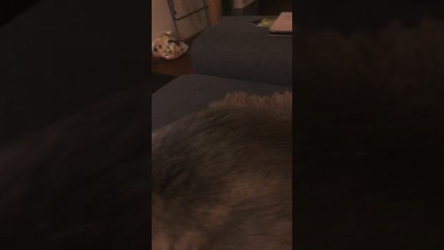 Балет для кота.Домашние приколы.Лебединое озеро) смотреть онлайн