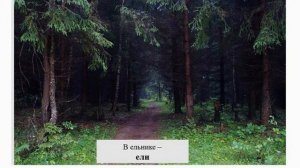 Тема 37. Видовая и пространственная структура биоценоза