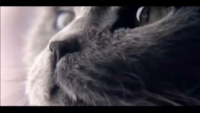 Sheba ( Моя озвучка рекламы) смотреть онлайн