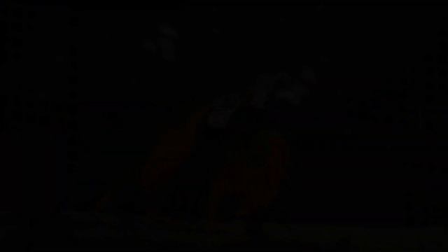 Самые красивые краски природы - ?Разноцветные животные. 4K UHD телевизор смотреть онлайн