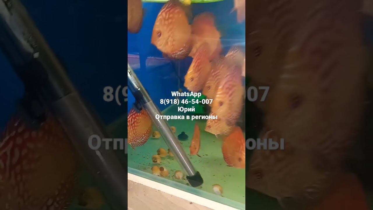 Продажа Дискусов 2. #aquarium #fish #discus #аквариум #рыбки #shorts #short #дискусы смотреть онлайн