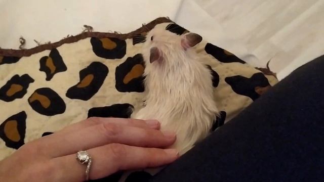 НУ ОЧЕНЬ РУЧНОЙ ХОМЯК!