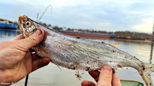 ЧЕХОНЬ ПОШЛА - ВОТ ЭТО САБЛИ! Первая рыбалка. Ловля чехони на пенопласт. Весенняя рыбалка.