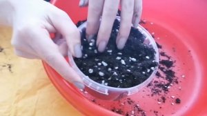 Фатсия семенами