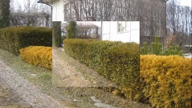 ВЕЧНОЗЕЛЕНАЯ ЖИВАЯ ИЗГОРОДЬ ИЗ ТУИ /// Рекомендуем Вам! смотреть онлайн