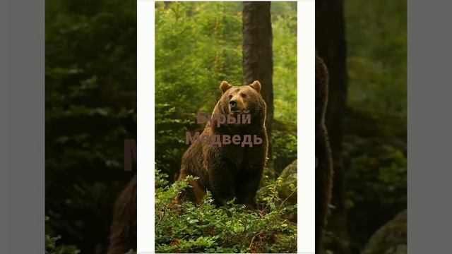 Медведи смотреть онлайн